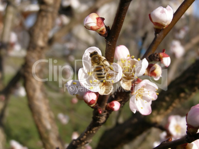 Bee fetching nectar from flower