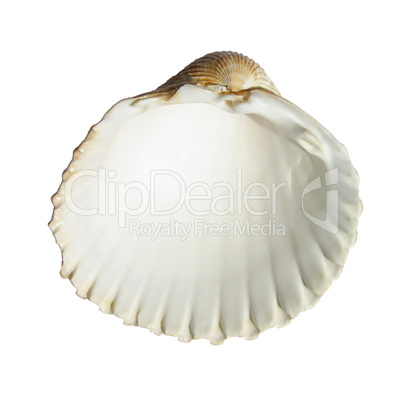 Shell picture