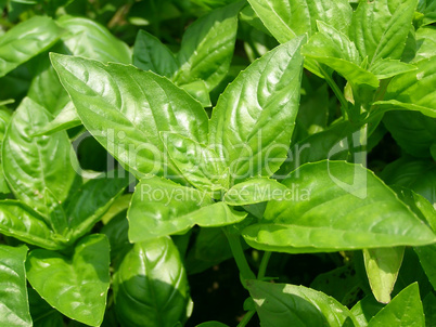 Basil picture