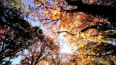 Autumn Leaves in Central Park