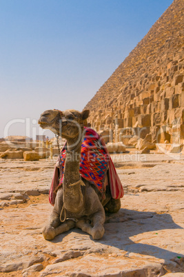 Camel next to pyramid in Giza, Cairo