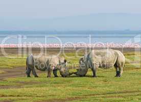 rhinos in lake nakuru national park, kenya