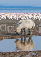 rhino in lake nakuru national park, kenya