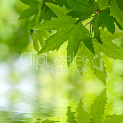 green leaves reflecting in the water, shallow focus