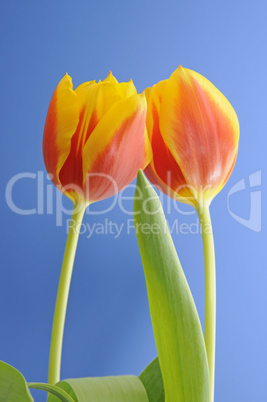 Tulpen