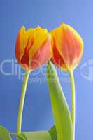 Tulpen