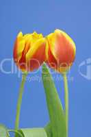 Tulpen