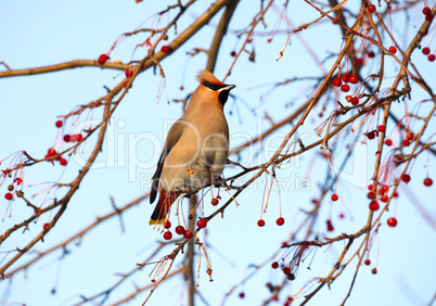 Waxwing.