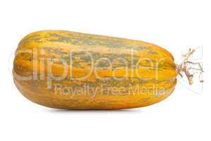 Single fresh pumpkin