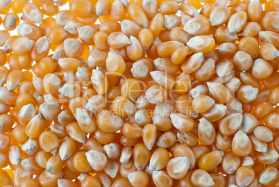 Corn closeup