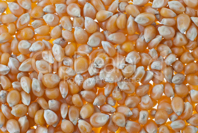 Corn closeup