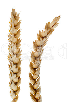 Wheat detail