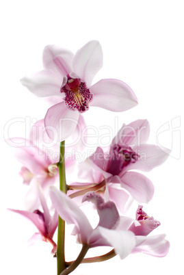 White and pink orchids