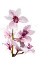 White and pink orchids