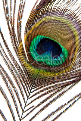 Detail of peacock feather