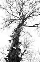 Branchy tree