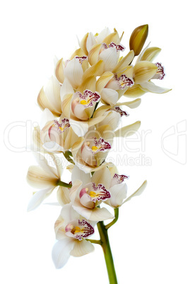 Orchid flower