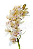 Orchid flower