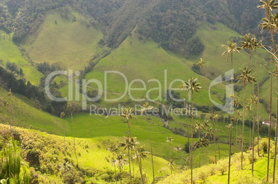 Vax palm trees of Cocora Valley, colombia