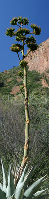 Agave Panorama