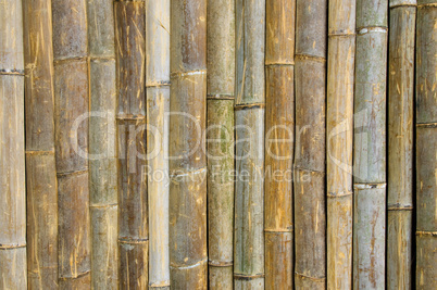 bamboo background