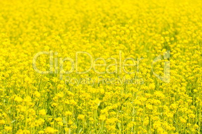 yellow rape field, very shallow focus.