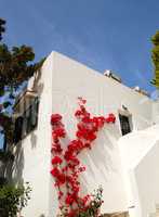 The house decorated with flowers, Crete, Greece