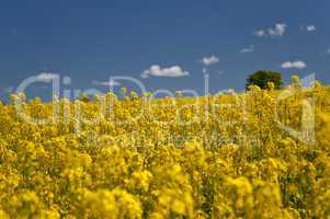 rape field