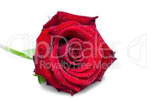 red rose