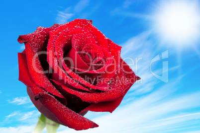 red rose