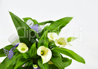 Calla Blüte  Blumentopf lila