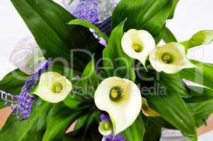 Calla Blüte  Blumentopf lila