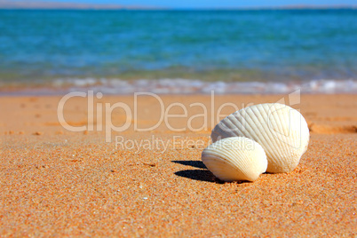 view on seashells on beach