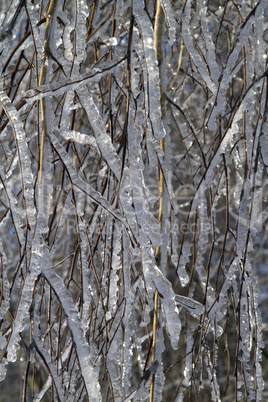 tree branches covered with ice