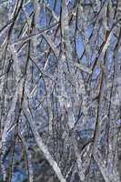 tree branches covered with ice