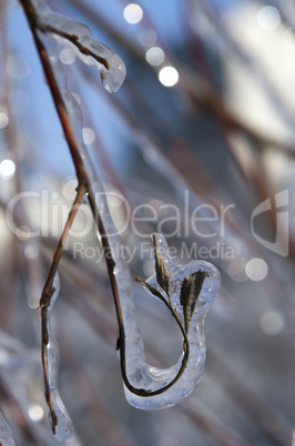 tree branches covered with ice