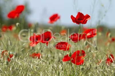 red poppies on the field