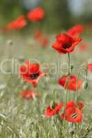 red poppies on the field