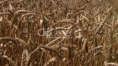 Traveling Through Wheat Field