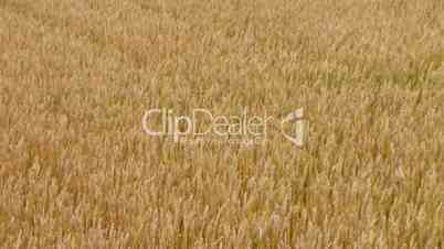 Golden Wheat Field 04