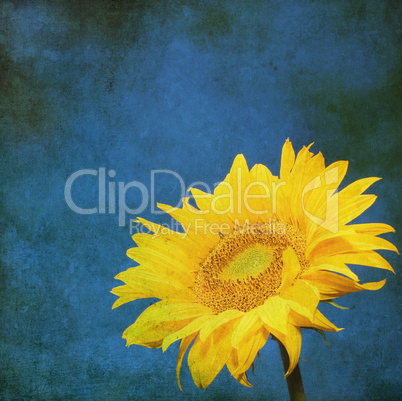 vintage image of sunflower on grunge background