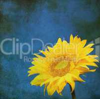 vintage image of sunflower on grunge background