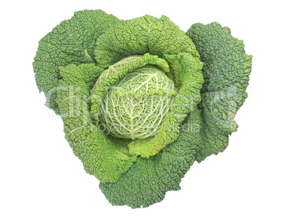 Green cabbage Green cabbage