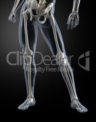 Male Human Legs X-ray