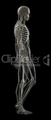 Male Full Skeleton Scan