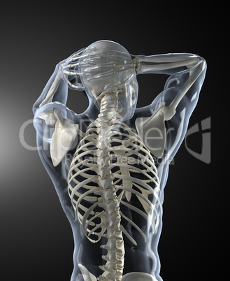 Human Body Medical Scan back view