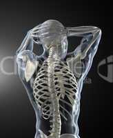 Human Body Medical Scan back view