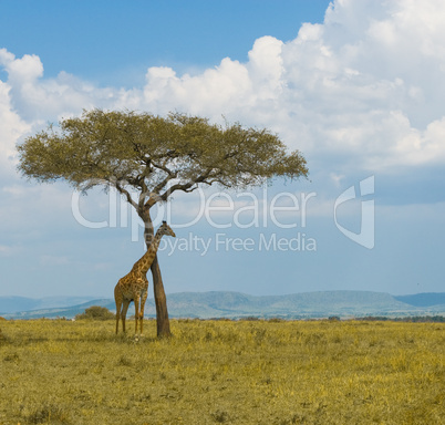 giraffe and a tree