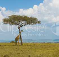giraffe and a tree