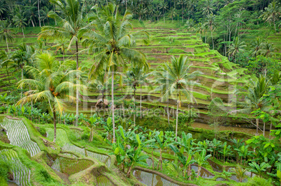 rice terraces of bali, indonesia